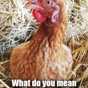 Egg Magnet