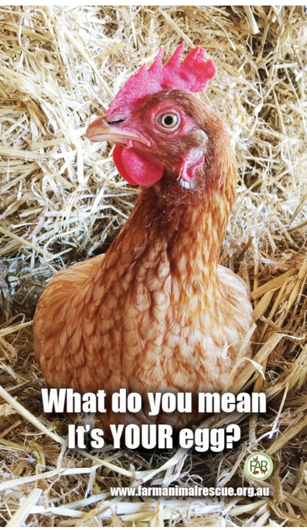 Egg Magnet