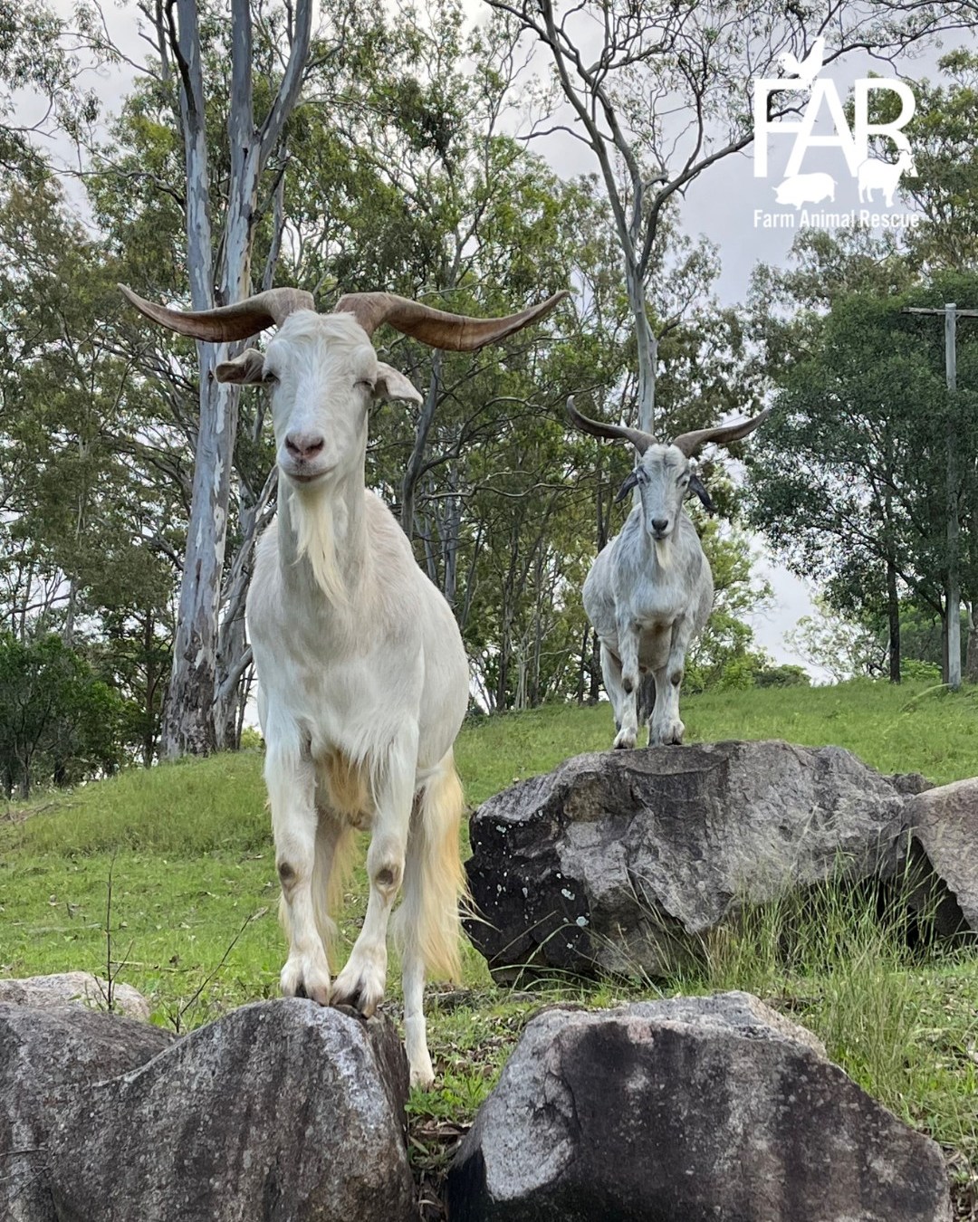 Simon and George Goats