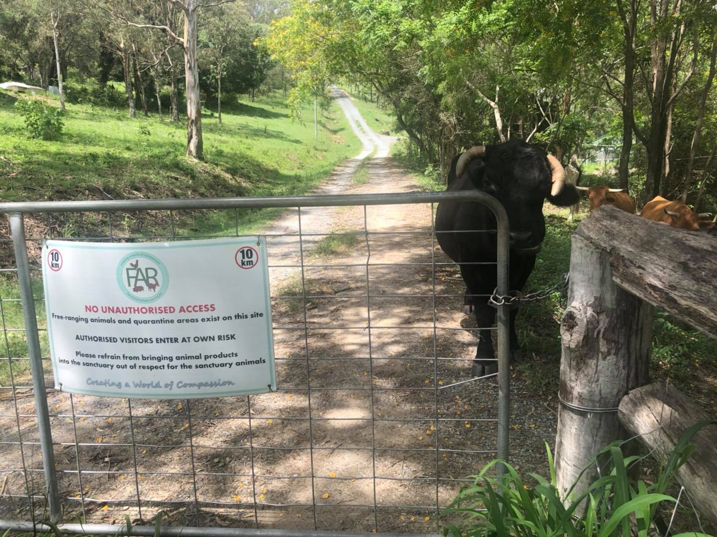 Boris rescued cow