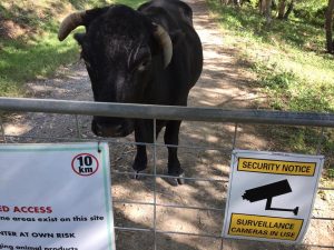 Boris rescued cow