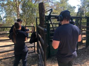 Bondi vet recused cow