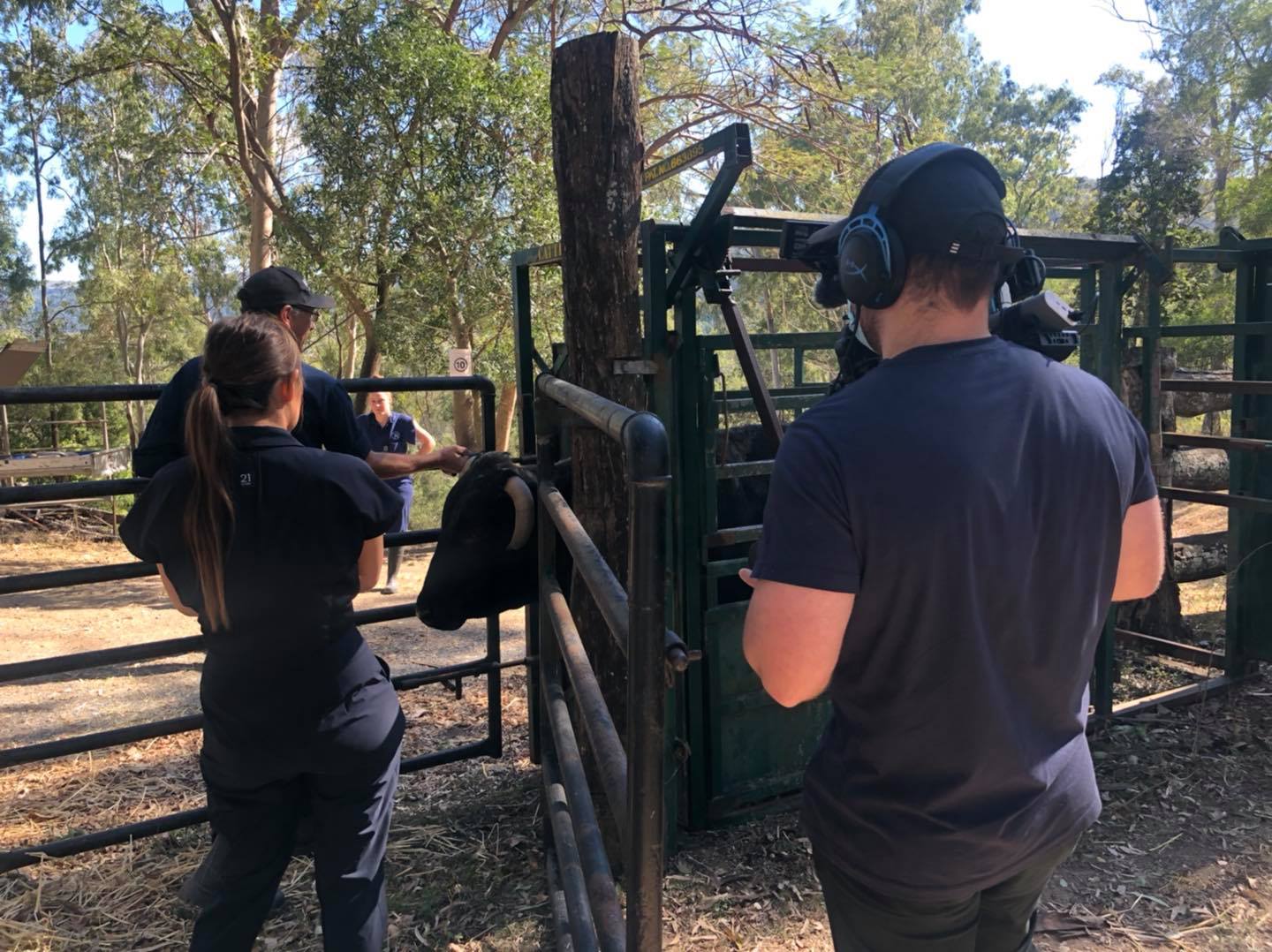 Bondi vet recused cow