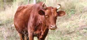 Coco rescued cow Farm Animal Rescue