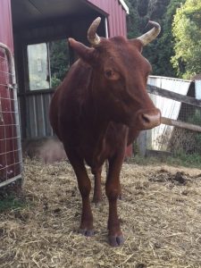 Coco rescued cow