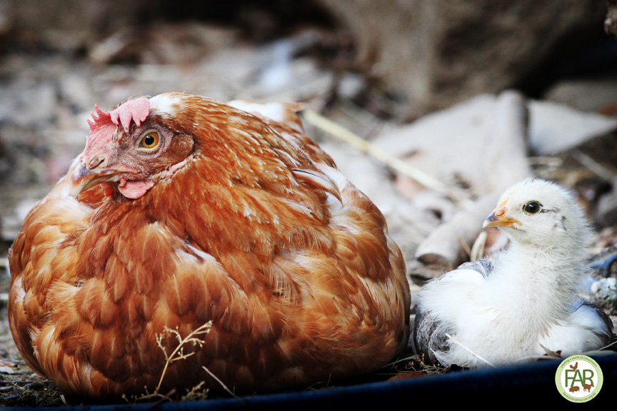 Rescued chicken Lucille