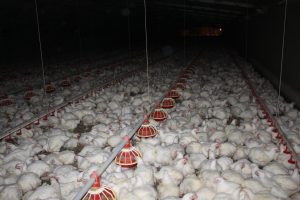 Broiler farm