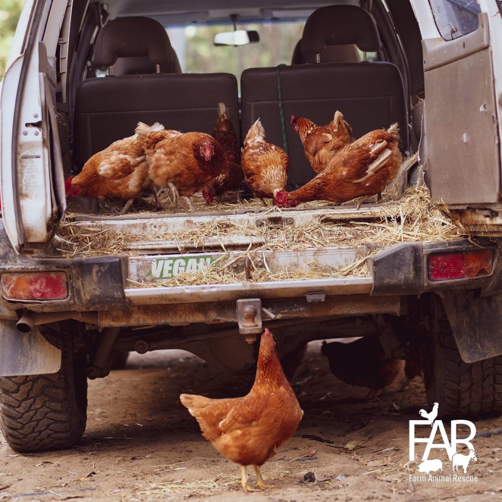 Rescued Chickens in ute