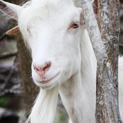 Joshua rescued goat