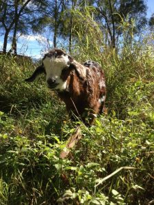 Lucy baby in grass