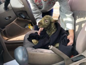 Davis the rescued lamb being placed into the Farm Animal Rescue car