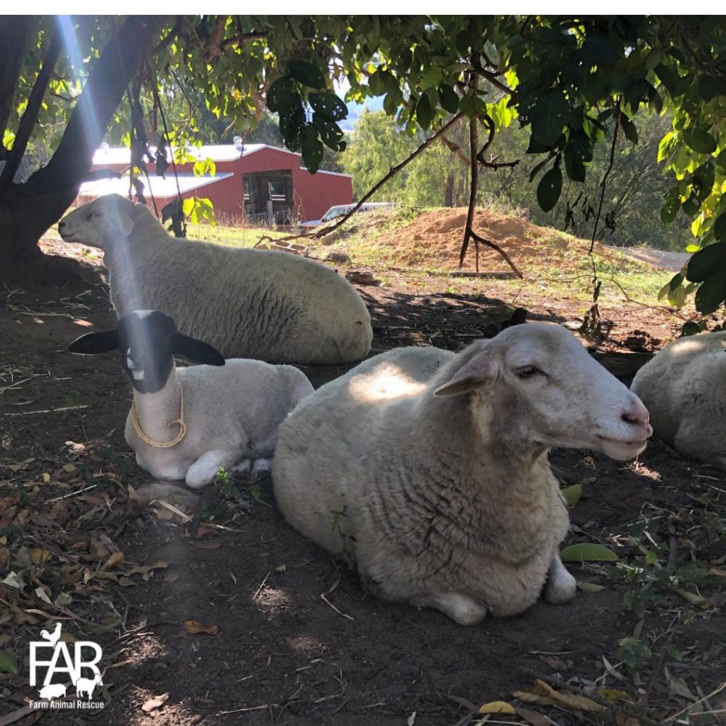 Lola, Isabella and Koa rescued sheep