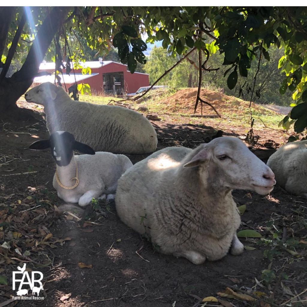 Lola, Isabella and Koa rescued sheep Lola, Isabella and Koa rescued sheep