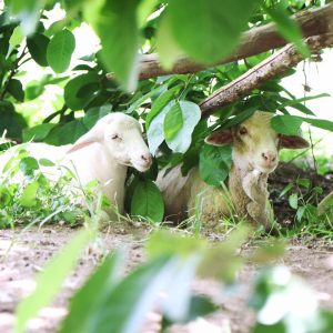 Lola and Starr rescued sheep