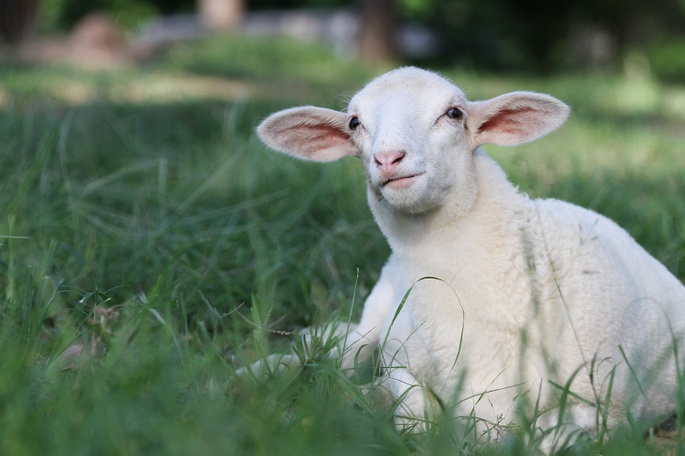 Lola rescued lamb