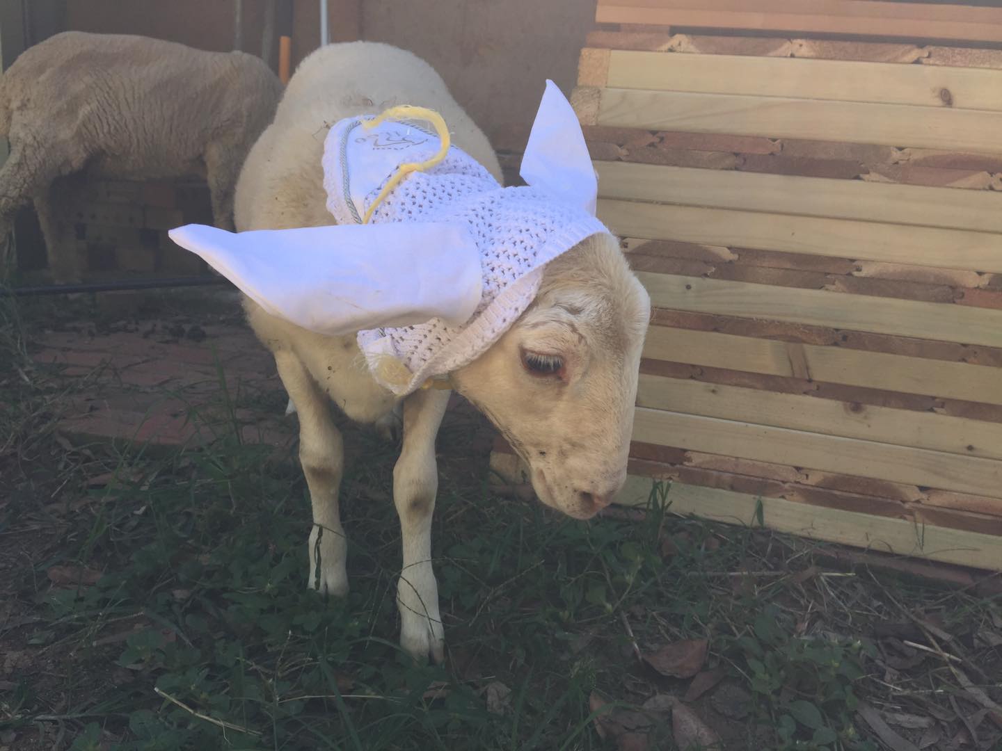 Lola rescued lamb Lola rescued lamb