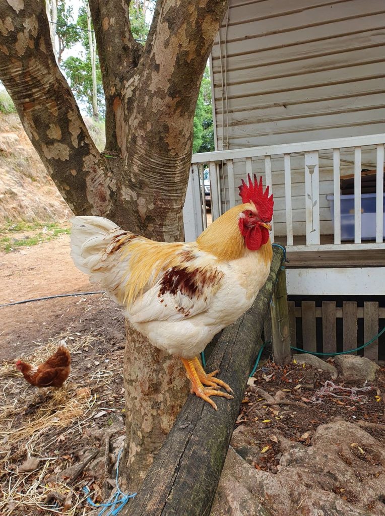 Phoenix all grown up and sitting on a railing at sanctuary