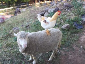 Phoenix riding high on the back of a sanctuary sheep