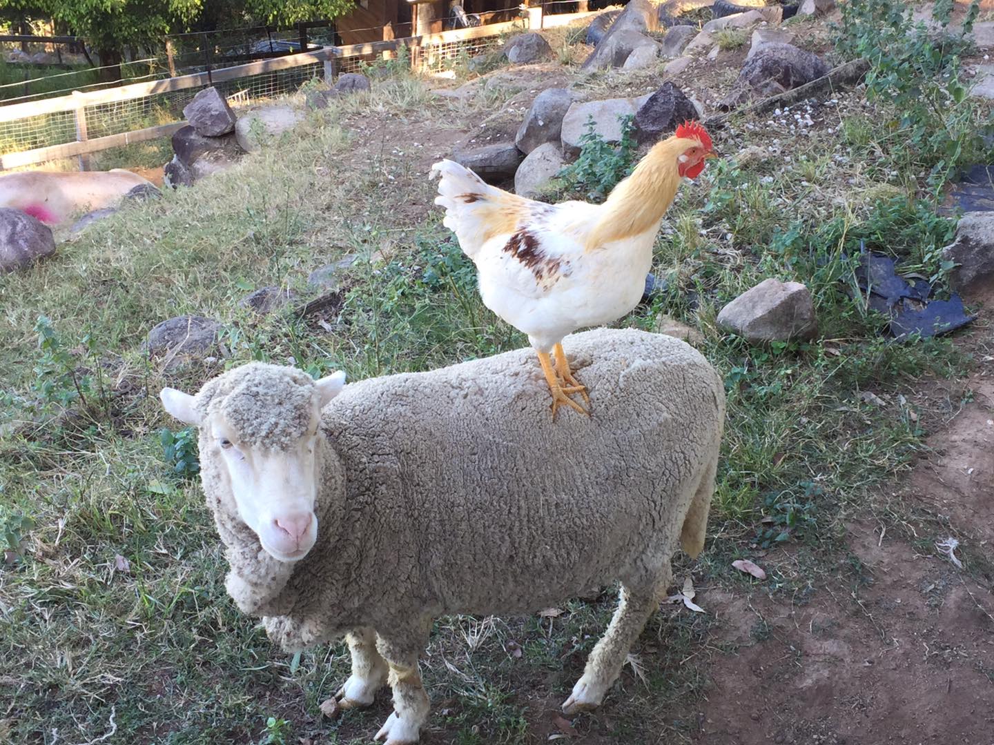 Phoenix on top of lamb Phoenix riding high on the back of a sanctuary sheep