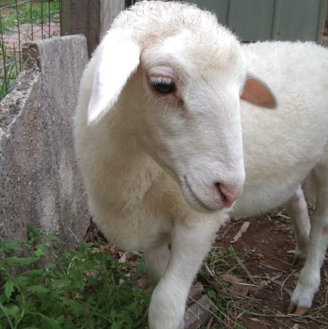 Lola rescued lamb