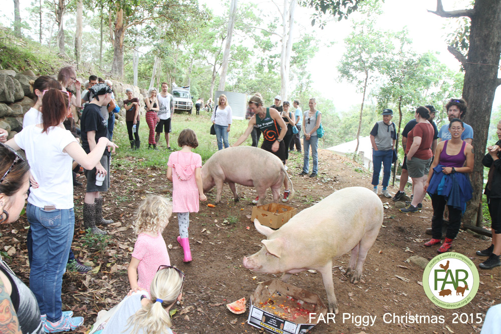 piggy christmas