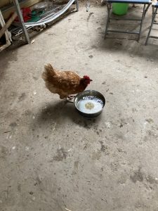 Hen in visitor centre