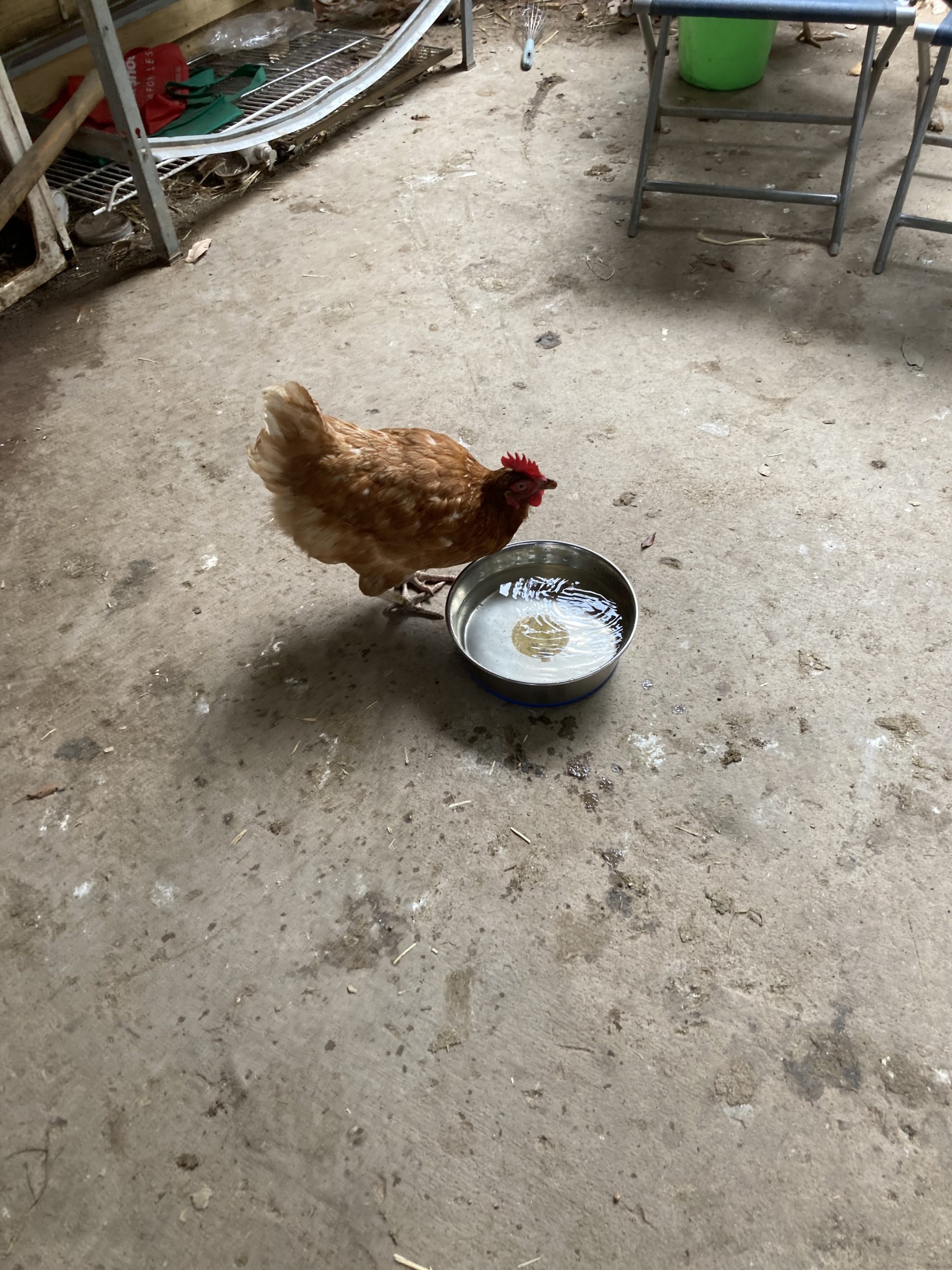 Chicken drinking in visitor centreHEIC Chicken