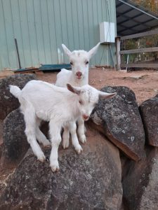 Animal Care Protection Act submission - Farm Animal Rescue Animal Care Protection Act submission - Farm Animal Rescue