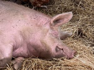 Portia in barn