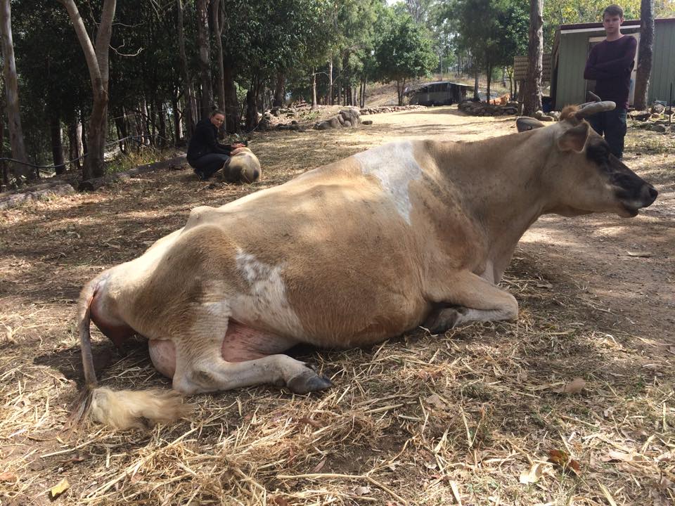 Anne Marie rescued dairy cow