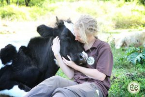 Rescued Cow Cale and Sally