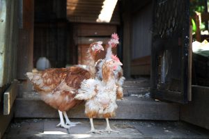 Chickens
