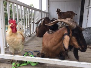 Colin and goats