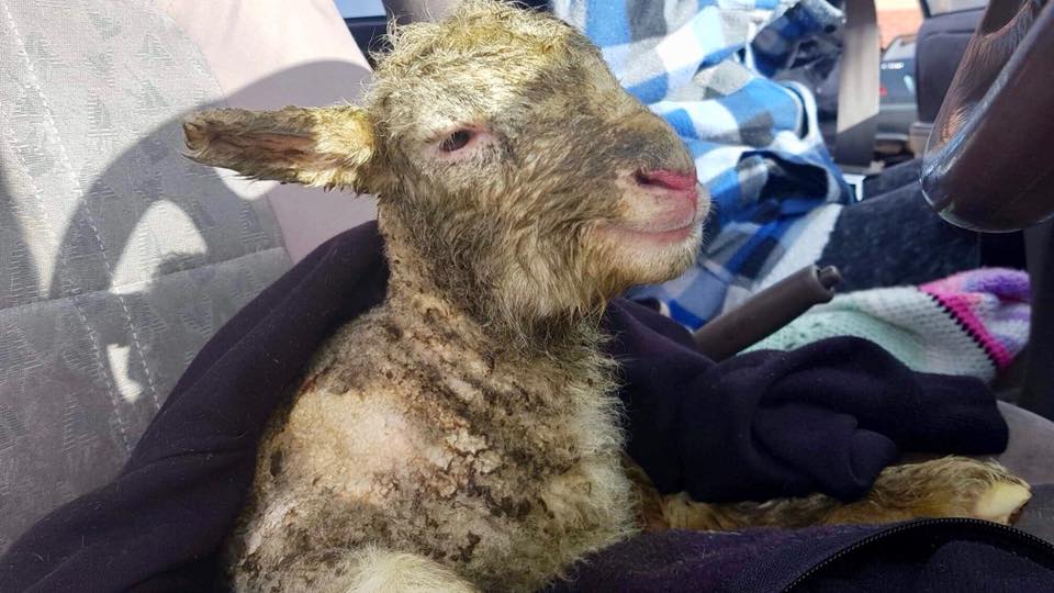 Davis Dirty Lamb