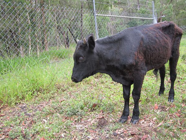 Ferdinand at rescue Ferdinand