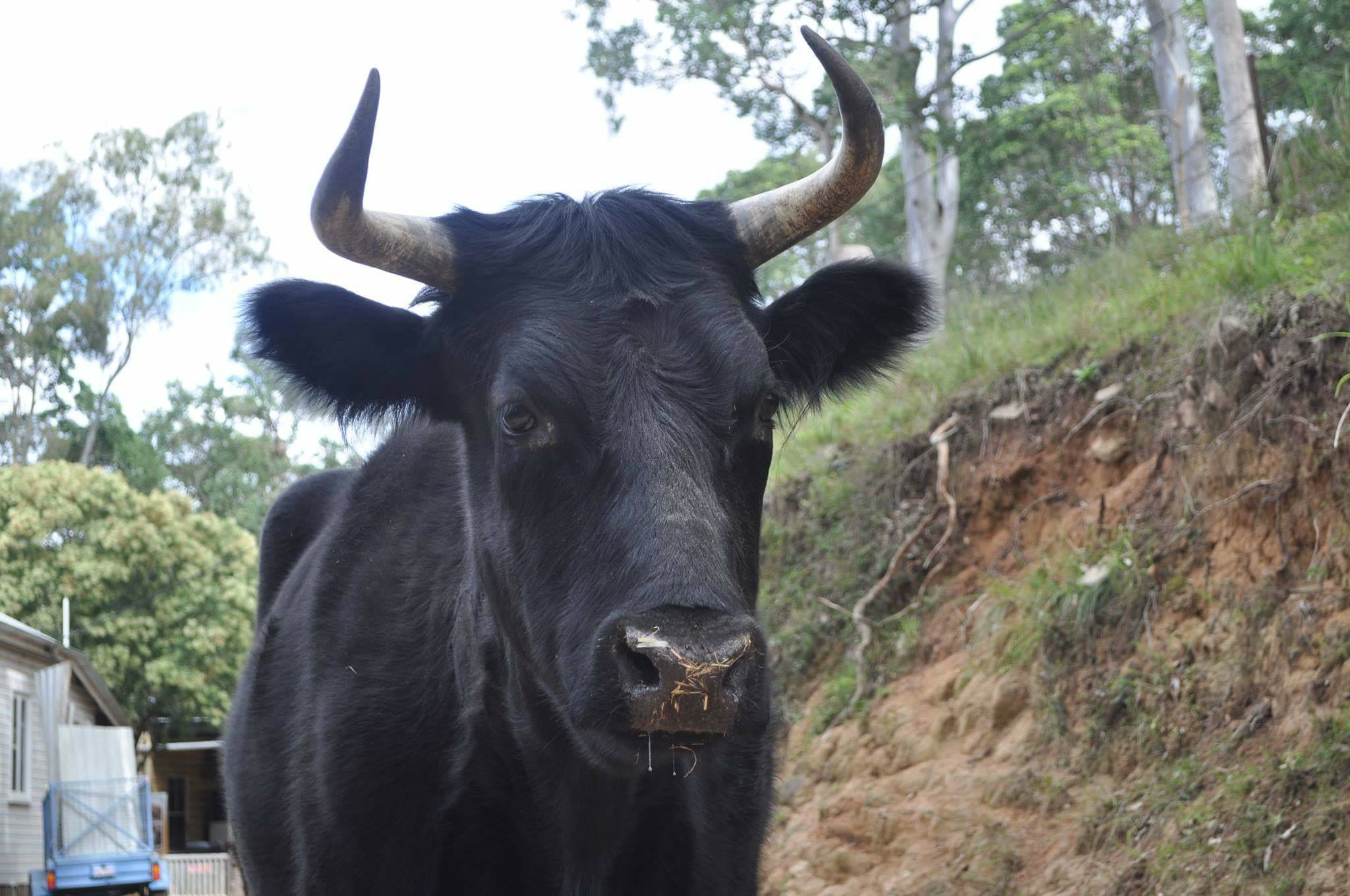 Ferdinand rescued steer Ferdinand rescued steer