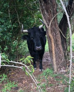 Ferdinand in the rain