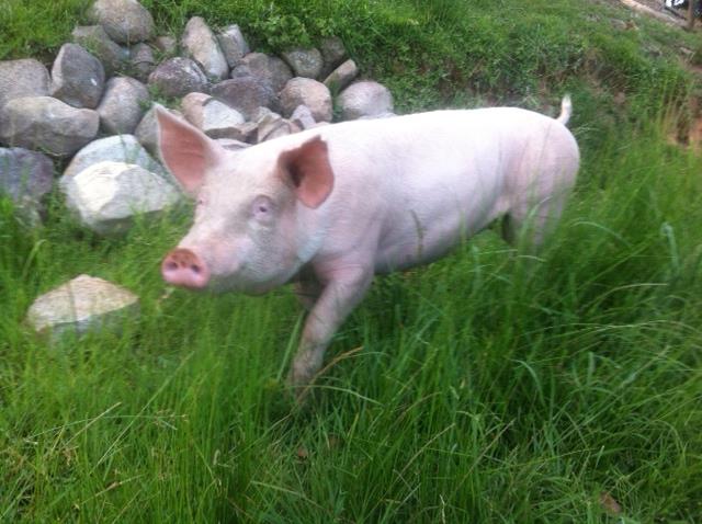 Heather roaming free