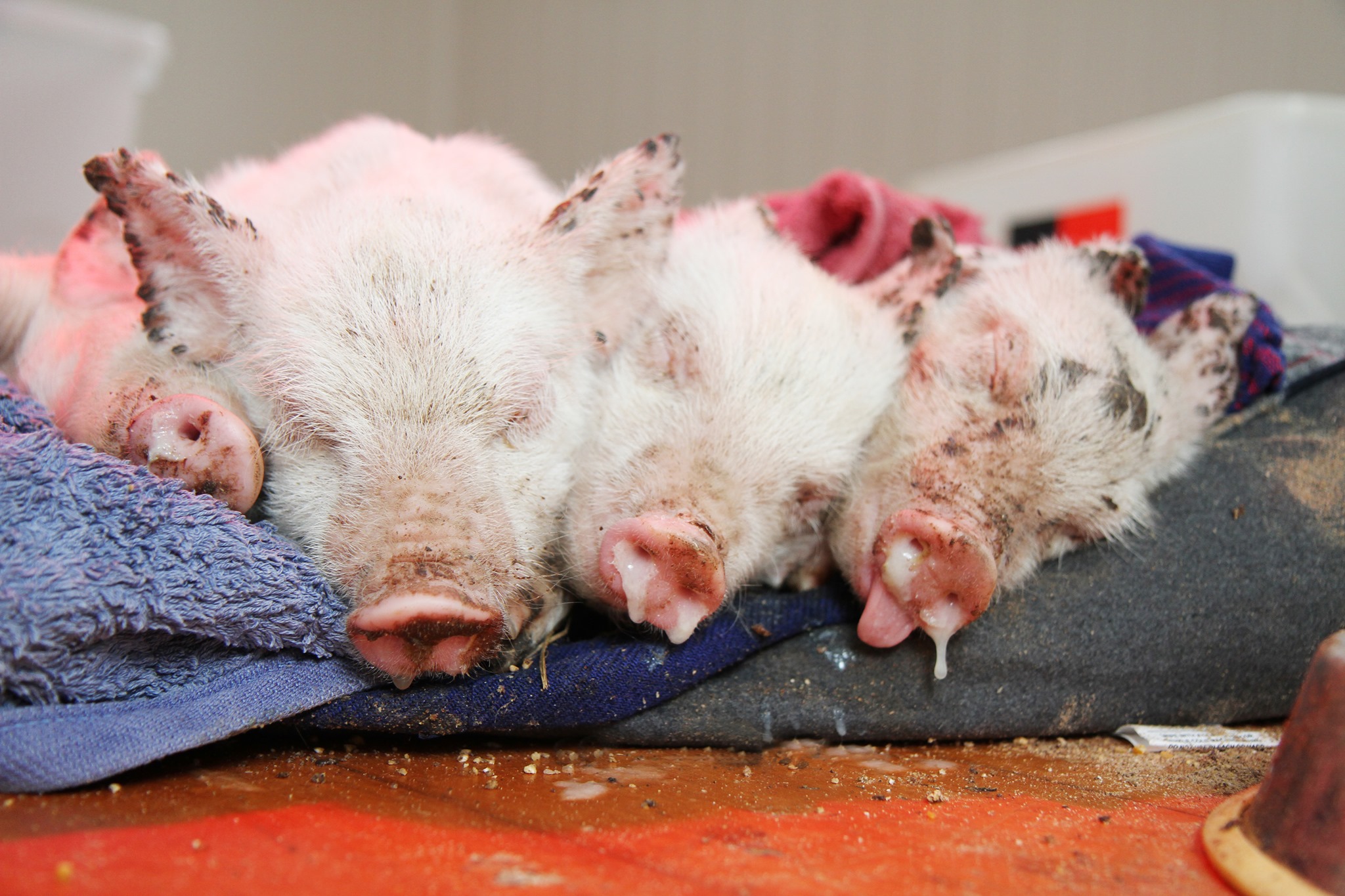 Four piglets rescued from the pork industry