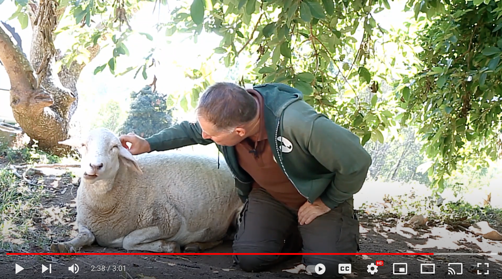 Isabella 's story on video and the fate of most lambs in Australia
