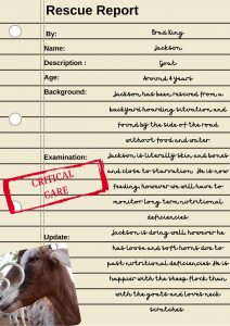 Jackson Rescue Report