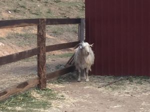 Rescued goat Jethro