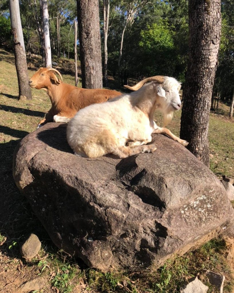 Jethro and Candi relaxing at sanctuary.
