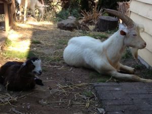 Lucy starts to make friends with Josh