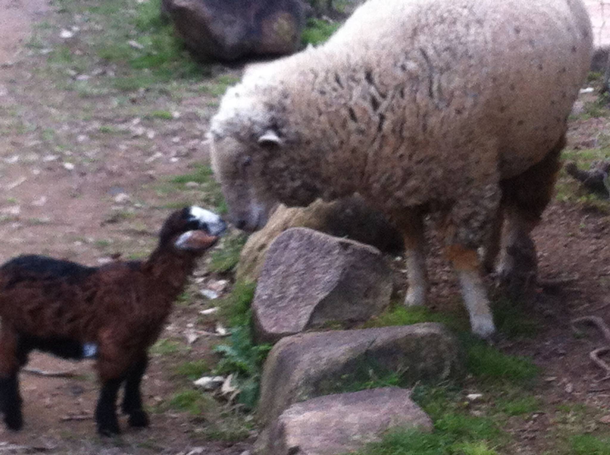 Lucy and Lily the lamb