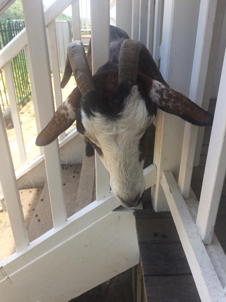 Lucy as an adult with her head stuck in the posts of the house verandah