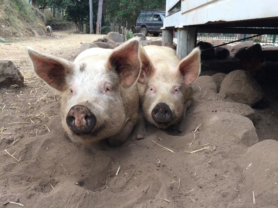 Moby and Ellen