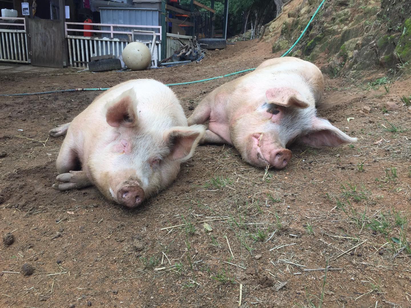 Moby and Portia Moby and Portia