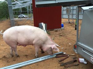 Moby insepcting the barn