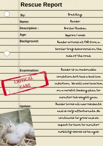 Rambo Rescue Report